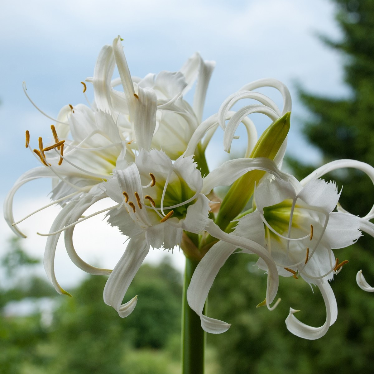 Peruánský narcis Festalis - Ismena - cibule ismény - 1 ks