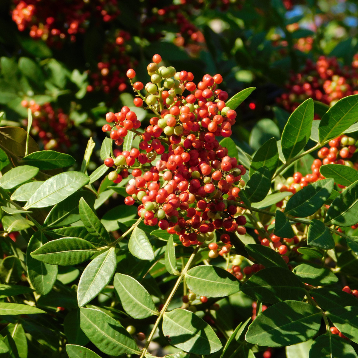 Pistácie lentišek - Pistacia lentiscus - semena pistácie - 6 ks