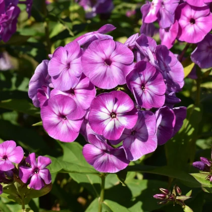 Plaménka Laura - Phlox - prostokořenné sazenice plaménky - 1 ks