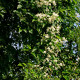 Plamének plotní - Clematis vitalba - semena plaménku - 12 ks