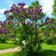 Šeřík obecný - Syringa vulgaris - semena šeříku - 8 ks