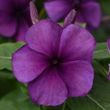 Barvínek Tatoo Blueberry - Catharanthus - semena barvínku - 20 ks