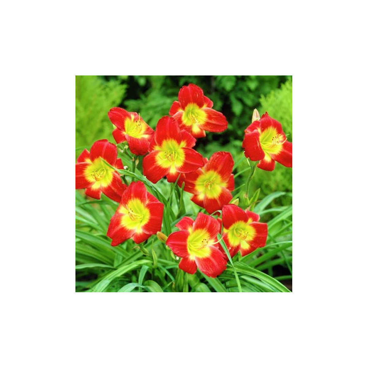Denivka Longsfield Red Baron - Hemerocallis - hlízy denivky - 1 ks