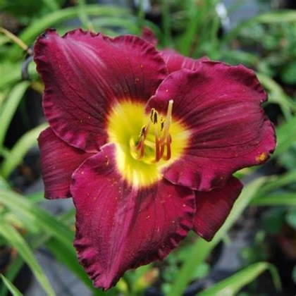 Denivka Catcher in the Eye - Hemerocallis - hlízy denivky - 1 ks