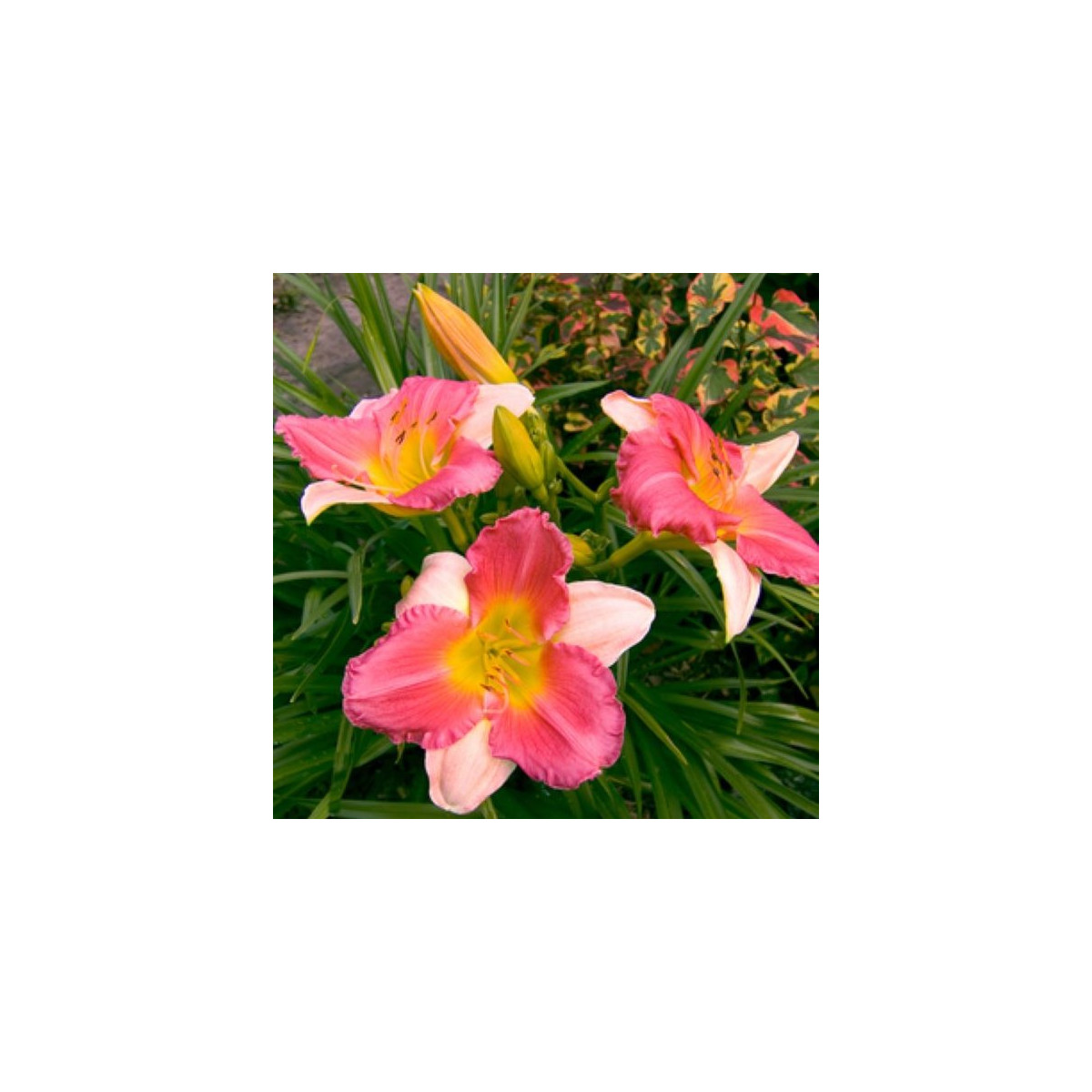 Denivka Final Touch - Hemerocallis - hlízy denivky - 1 ks