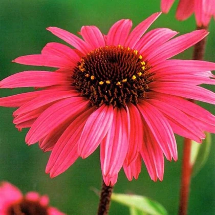 Třapatkovka purpurová - Echinacea - prostokořenné sazenice třapatkovky - 1 ks