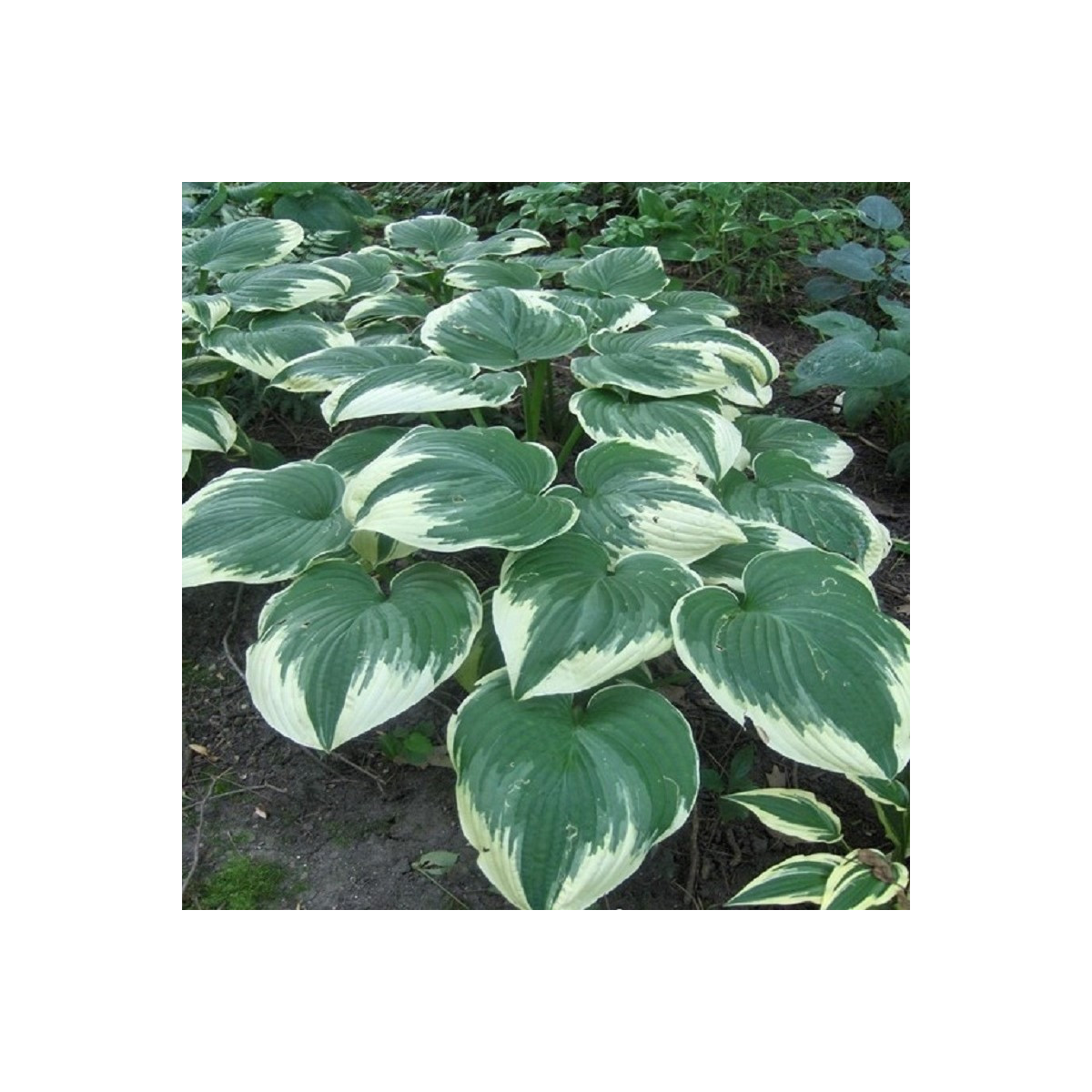 Bohyška - Hosta Robert Frost - hlízy bohyšky - 1 ks