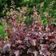 Dlužicha Purple Palace - Heuchera  - prostokořenné sazenice dlužichy - 1 ks