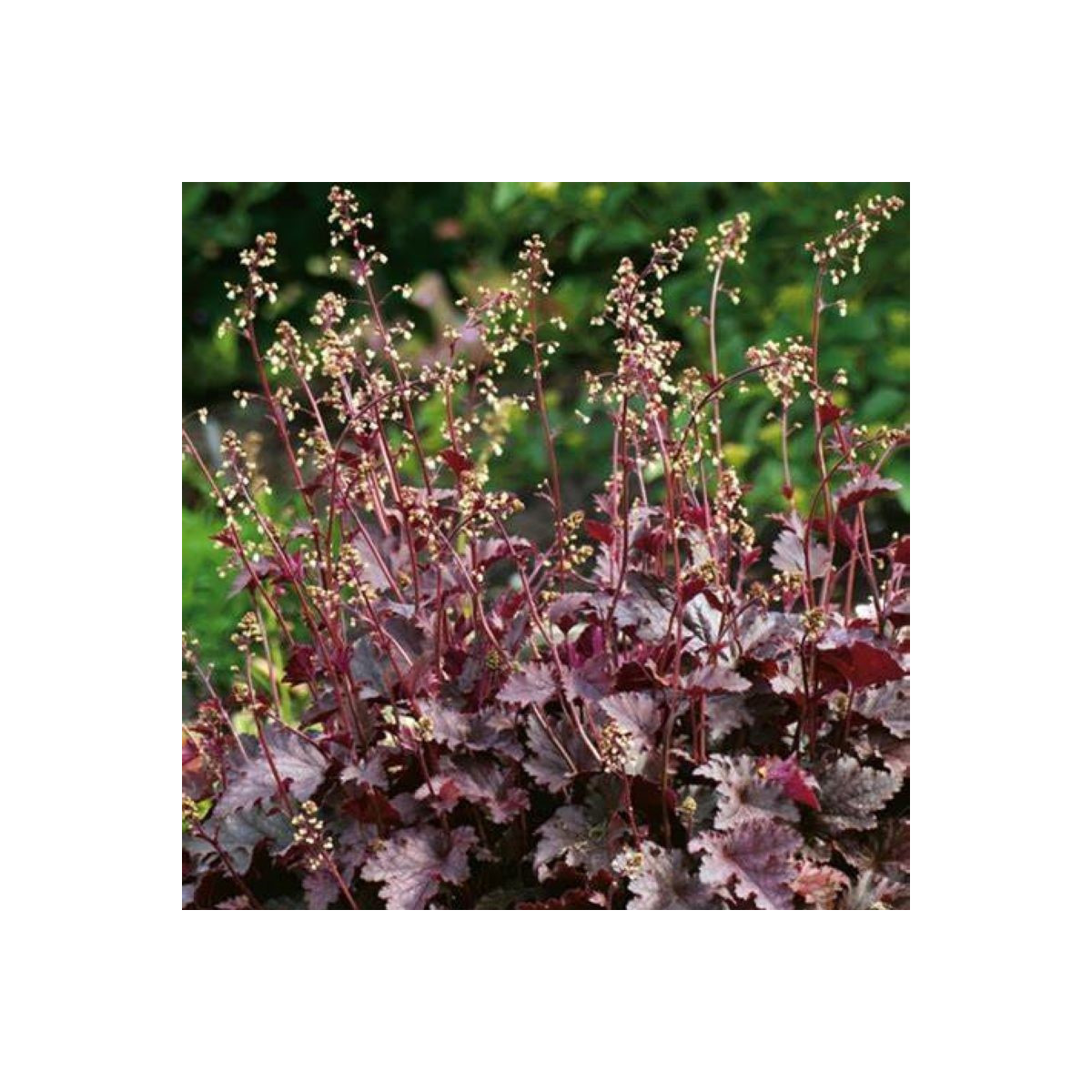 Dlužicha Purple Palace - Heuchera  - prostokořenné sazenice dlužichy - 1 ks