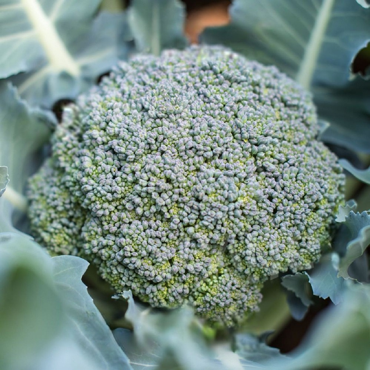 BIO Brokolice Rasmus KS - Brassica oleracea L. - bio semena brokolice - 20 ks