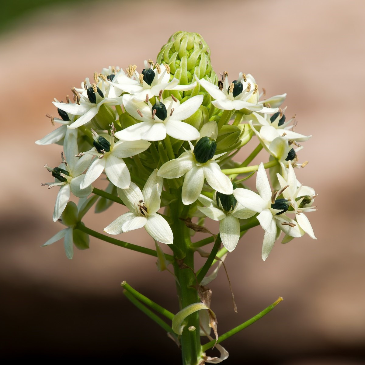 Snědek Saundersův - Ornithogalum saundersiae - cibule snědku - 1 ks