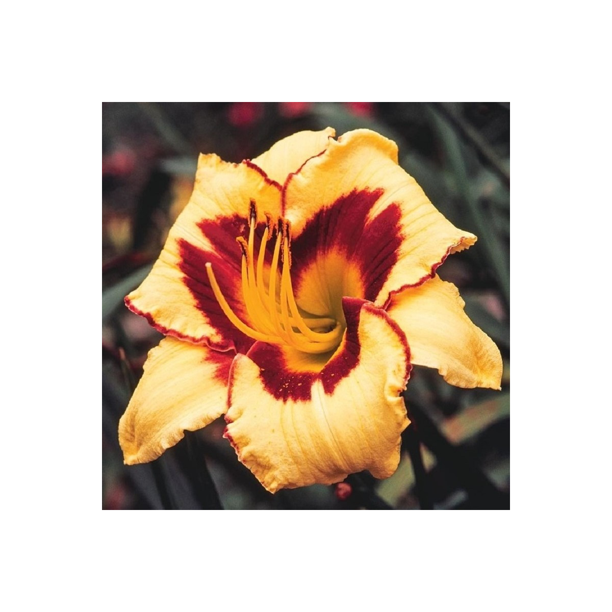 Denivka Eye on America - Hemerocallis - hlízy denivky - 1 ks