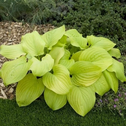 Bohyška - Hosta Tortilla Chip - hlízy bohyšky - 1 ks
