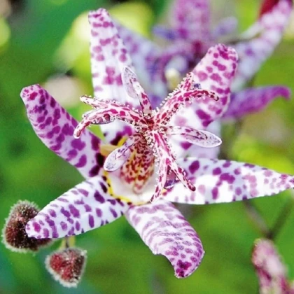 Liliovka Dark Beauty - Tricytris formosana - prostokořenné sazenice liliovky - 1 ks