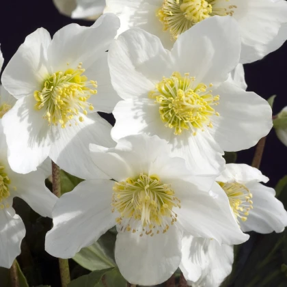Čemeřice bílá - Helleborus niger - prostokořenné sazenice čemeřice - 1 ks