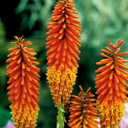 Mnohokvět oranžový - Kleopatřina jehla - Kniphofia - prostokořenné sazenice mnohokvětu - 1 ks