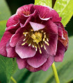 Čemeřice plnokvětá Ellen Red - Helleborus double - prostokořenné sazenice čemeřice - 1 ks