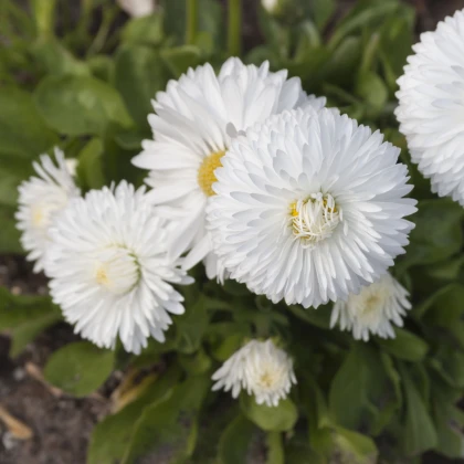 Sedmikráska obecná Habanera bílá - Bellis perennis - semena sedmikrásky - 40 ks