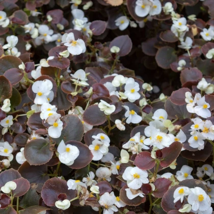 Begónie Marsala F1 White - Begonia semperflorens - semena begónie - 20 ks