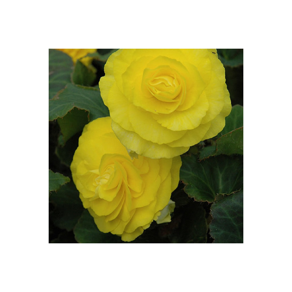 Begónie Nonstop F1 Yellow - Begonia tuberhybrida - semena begónie - 20 ks