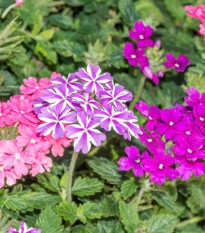 Sporýš zahradní Tuscany Mix - Verbena hybrida - semena sporýše - 15 ks