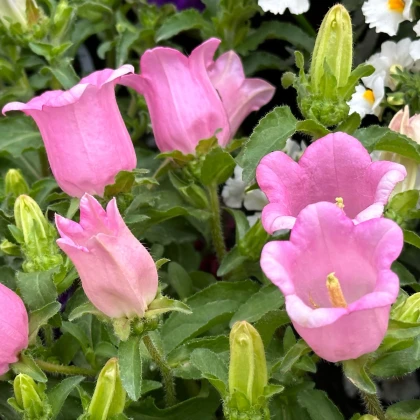 Zvonek zahradní Champion F1 Pink - Campanula medium - semena zvonku - 15 ks
