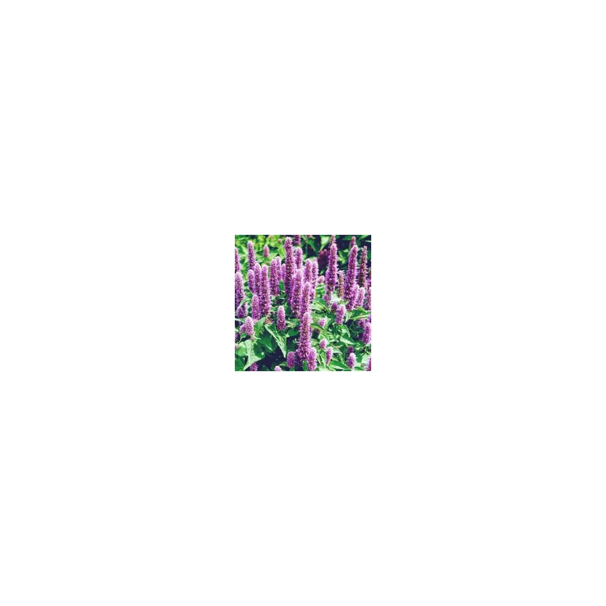 Agastache mexická Bavaria - Agastache mexicana - semena agastache - 30 ks