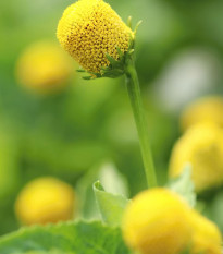 Пламътка зелена Homer - Spilanthes oleracea - семена на пламътка - 60 бр.