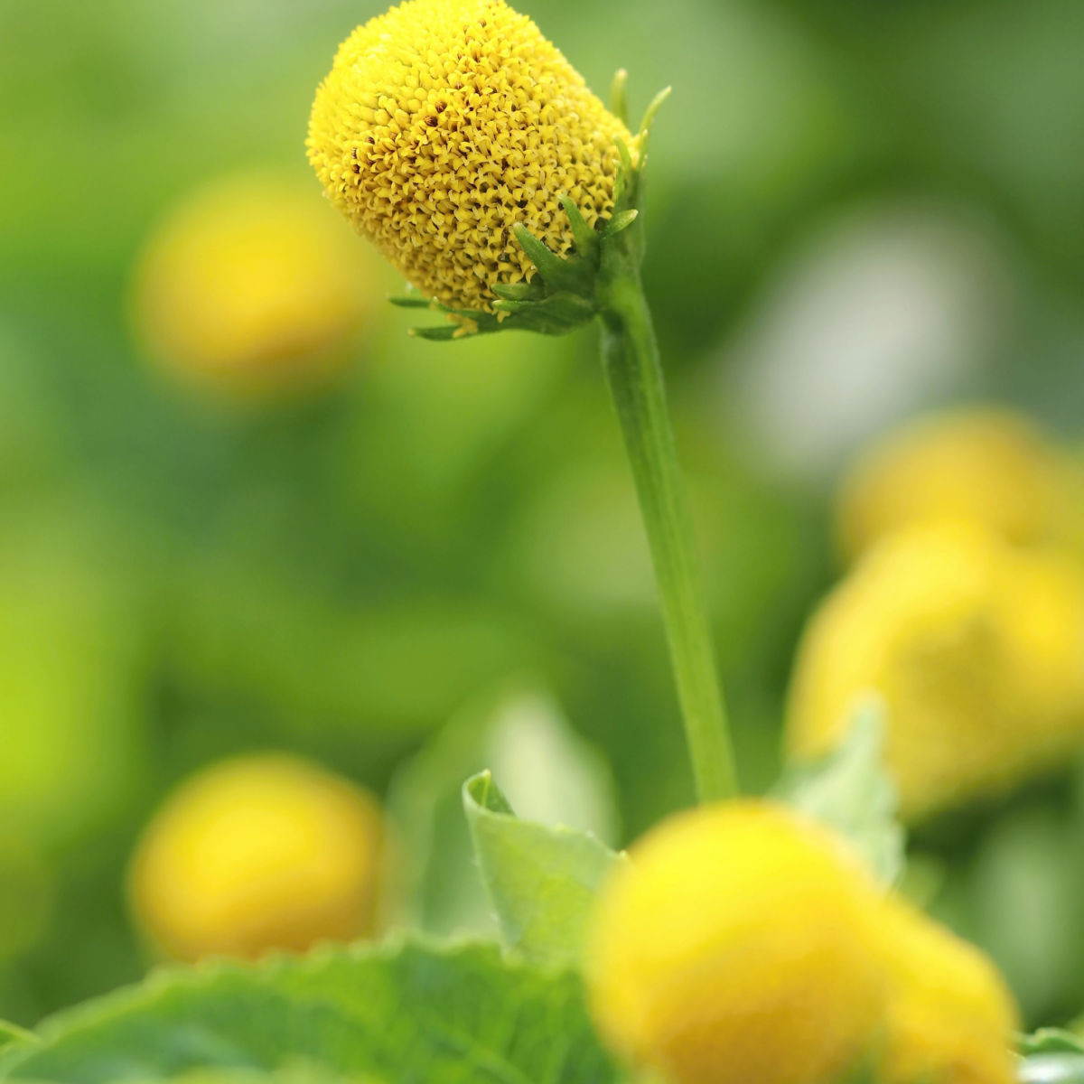 Пламътка зелена Homer - Spilanthes oleracea - семена на пламътка - 60 бр.