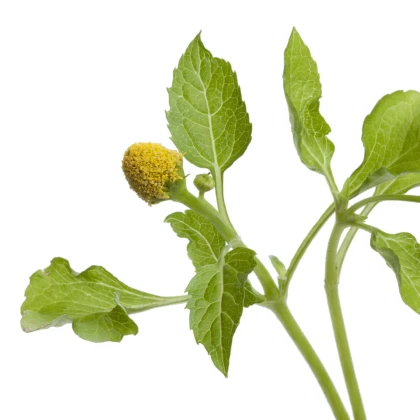 Пламътка зелена Homer - Spilanthes oleracea - семена на пламътка - 60 бр.