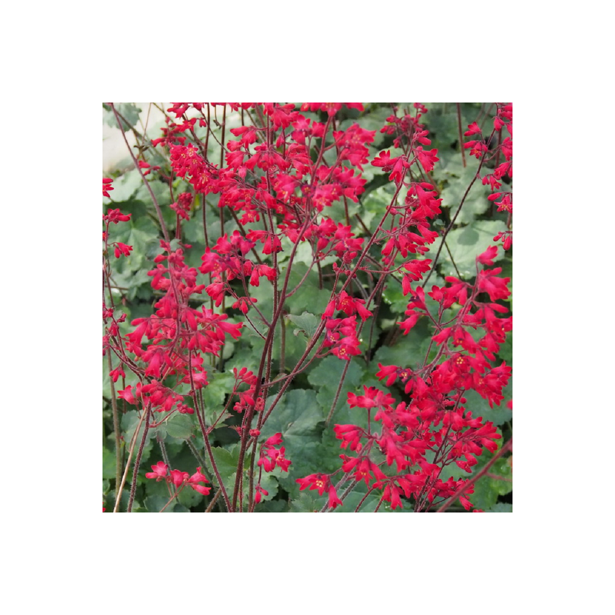 Dlužicha Coral Forest - Heuchera - semena dlužichy - 20 ks