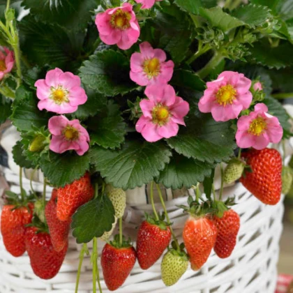Jahodník stáleplodící Gasana F1 - Fragaria ananassa - semena jahodníku - 10 ks