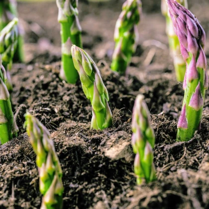 Chřest Gijnlim - Asparagus officinalis - prostokořenné sazenice chřestu - 1 ks