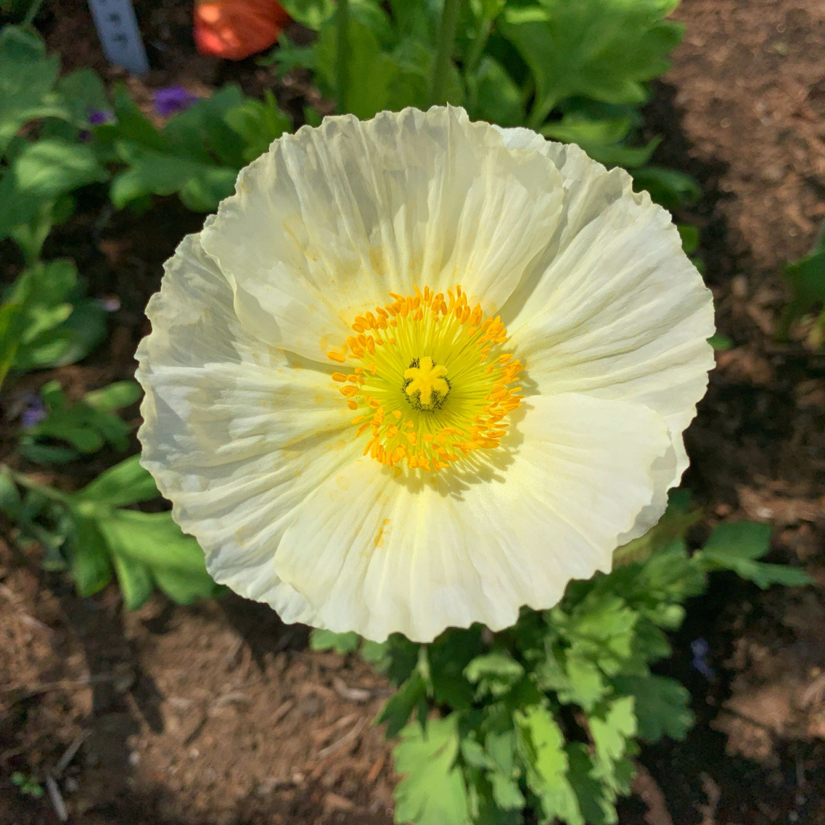 Mák Champagne Bubbles White - Papaver nudicaule - semena máku - 20 ks