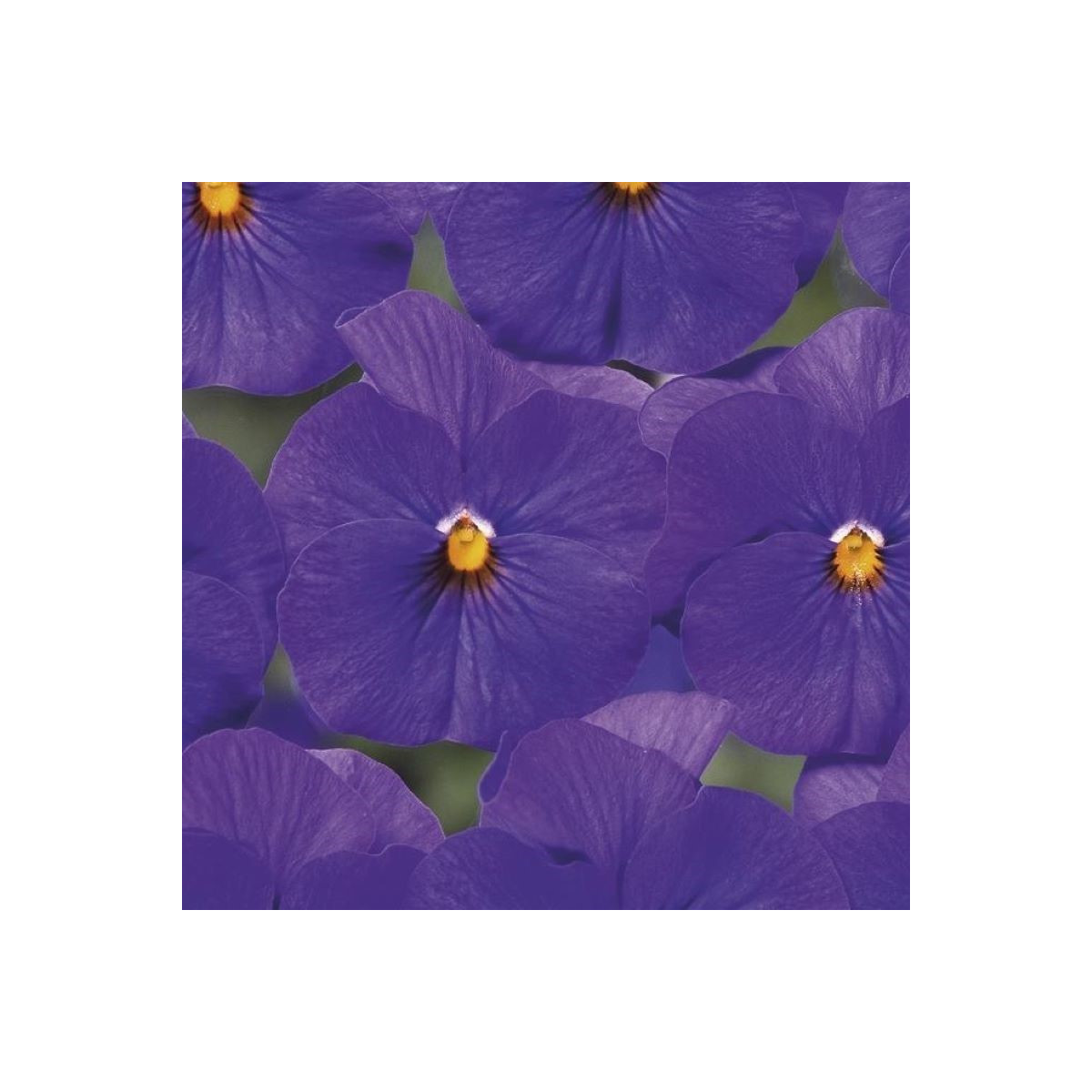 Violka Twix F1 Blue with Eye - Viola cornuta - semena violky - 20 ks