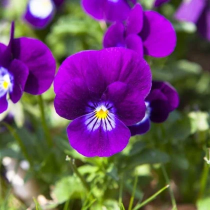 Violka Twix F1 Violet Flare - Viola cornuta - semena violky - 20 ks