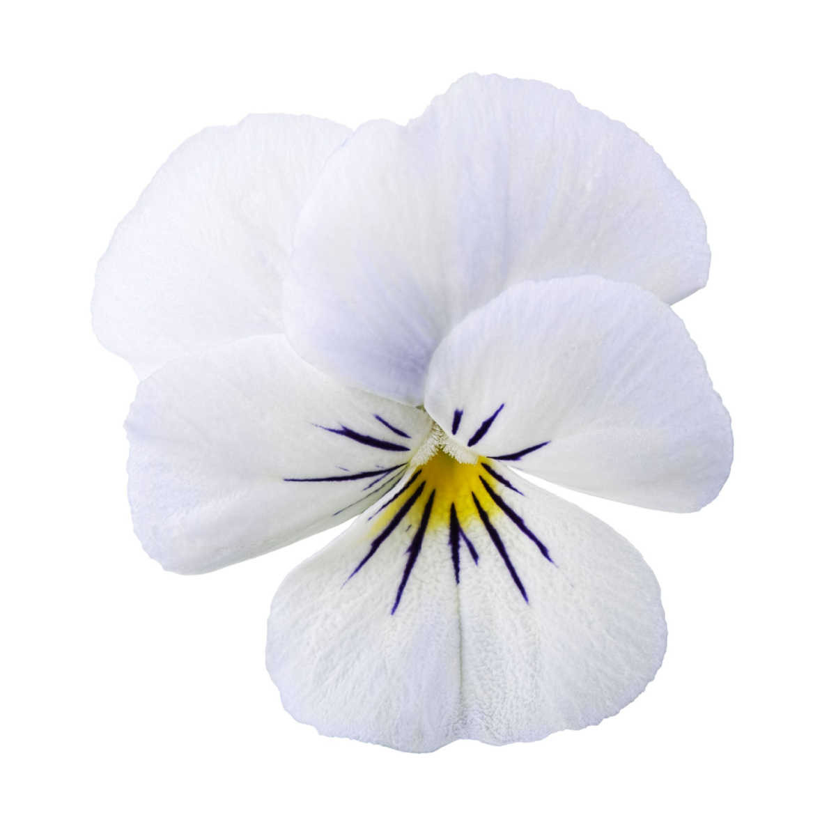 Violka Twix F1 Snow - Viola cornuta - semena violky - 20 ks