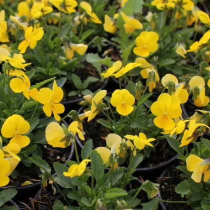 Violka Ice Babies F1 Golden Yellow - Viola cornuta - semena violky - 20 ks