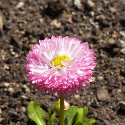Sedmikráska chudobka Robella - Bellis perennis - semena sedmikrásky - 40 ks