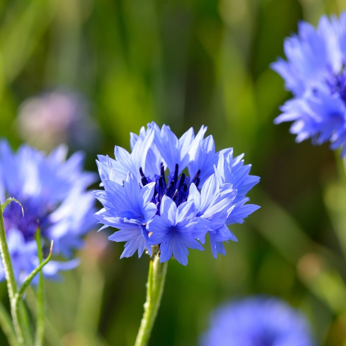 BIO Chrpa modrá - Centaurea cyanus - semena chrpy - 30 ks