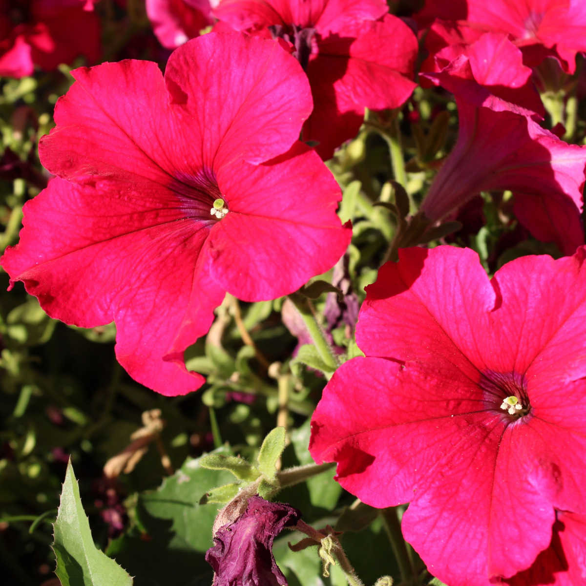 Petúnie Cascadini F1 Rose - Petunia x atkinsiana - semena petúnie - 15 ks