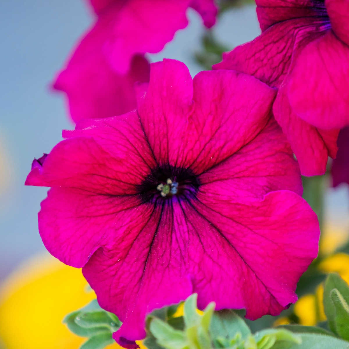 Petúnie Cascadini F1 Purple - Petunia x atkinsiana - semena petúnie - 15 ks