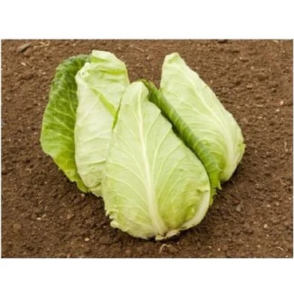 BIO Zelí bílé Eersteling - Brassica oleracea - bio semena zelí - 20 ks