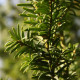 Sekvoj vždyzelená - Sequoia sempervirens - semena sekvoje - 3 ks