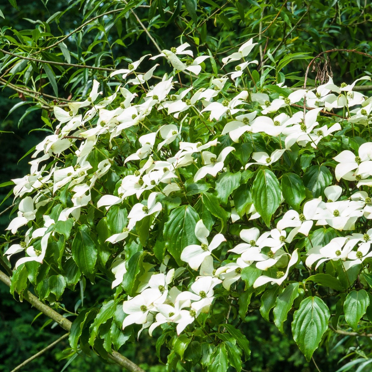 Японска дрянка - Cornus kousa - семена от дрянка - 12 бр.