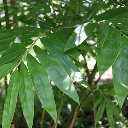 Bambus železný - Dendrocalamus strictus - semena bambusu - 2 ks