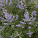Drmek obecný - Vitex agnus-castus - semena drmku - 9 ks