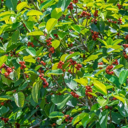 Семена на смокиново дърво – Индийска смокиня – Ficus benghalensis