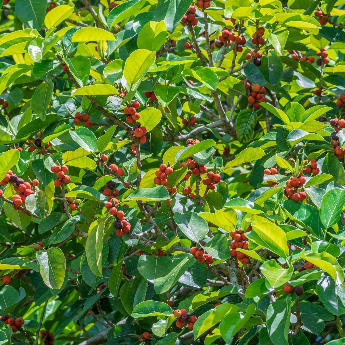 Семена на смокиново дърво – Индийска смокиня – Ficus benghalensis