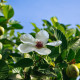 Диления индийска - Dillenia indica - семена на диления - 12 бр.